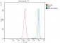 Anti-Erlin-2/ERLIN2 Antibody Picoband™ (monoclonal, 3H9A2)